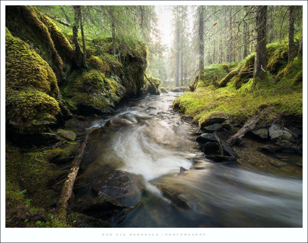 Spring, woodlands and very (very!) early&nbsp;mornings