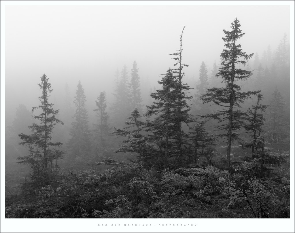 Foggy summer mornings