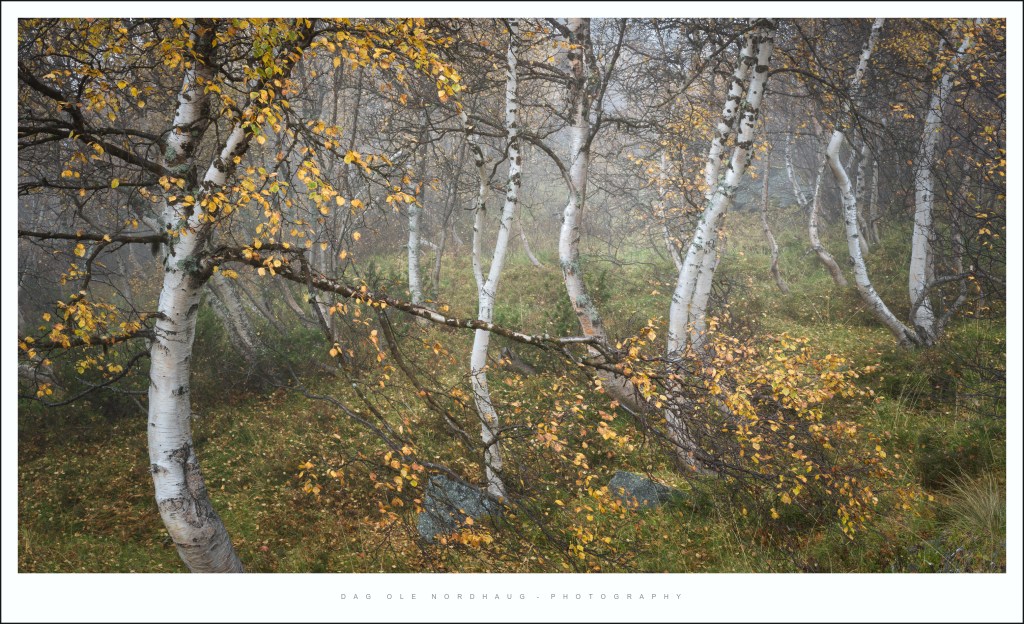 Photographing Romsdalen in autumn. Misty Birches&nbsp;edition.
