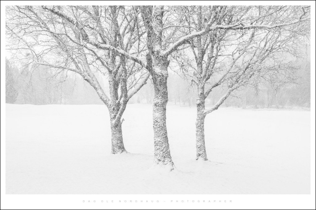 Capturing Birch Trees in April&nbsp;Snow